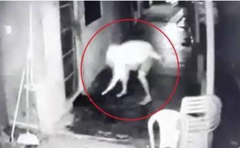 Homem incendiou cabaré em Corumbiara; veja o vídeo