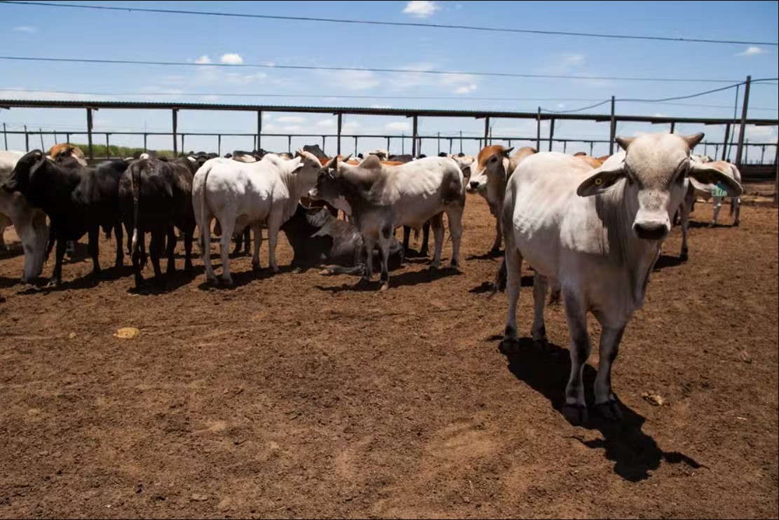 Salvaguarda chinesa deve pressionar preços da arroba no curto prazo