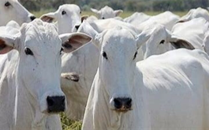 Estudo aponta ganhos bovinos com suplementação