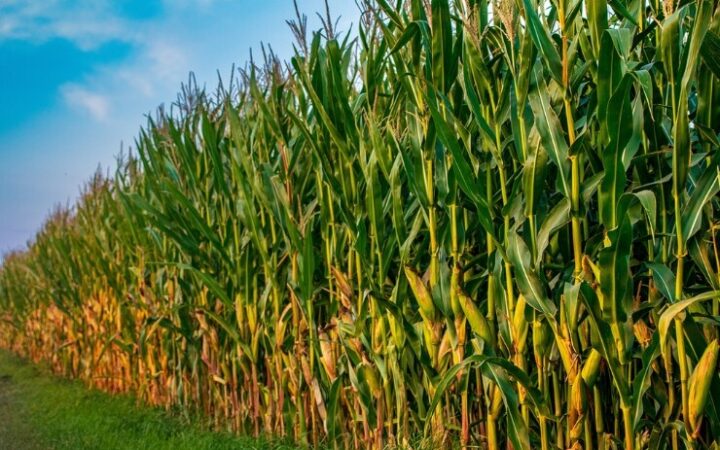 Atenção ao pulgão do milho, que pode reduzir produtividade em até 60%