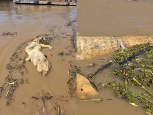 Vídeo registra cardume de candirus consumindo carcaça de jacaré no rio Madeira, em Porto Velho