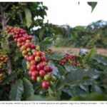Preço do café tem alta impulsionada por colheita atrasada no Brasil