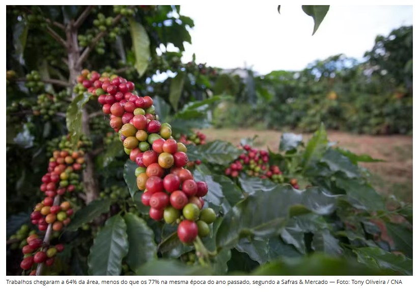 Preço do café tem alta impulsionada por colheita atrasada no Brasil