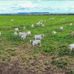 El Niño deixa pecuaristas em alerta