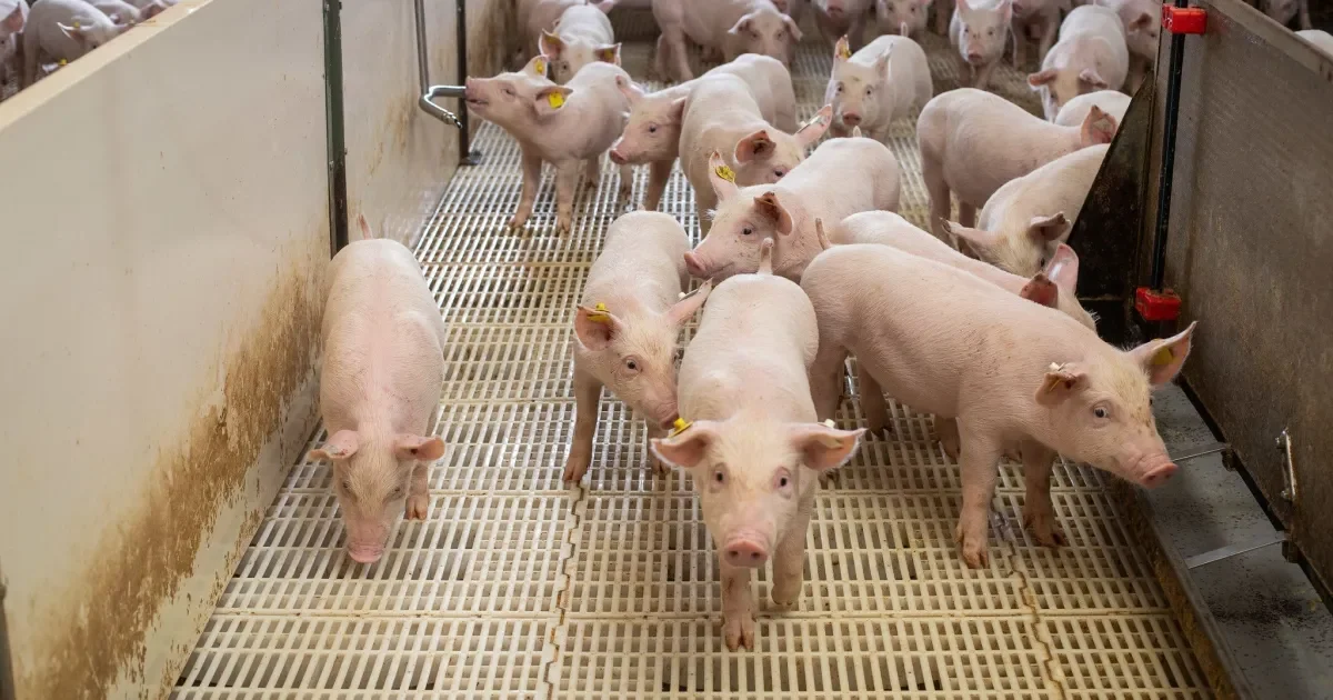 Brasil exporta mais de 1 milhão de toneladas de carne suína em agosto