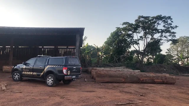 Esquema com madeira retirada de terras indígenas é alvo de operação em Rondônia; veja vídeo