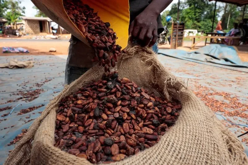 Preço do cacau despenca 4,44% em NY com avanço da oferta na costa do marfim